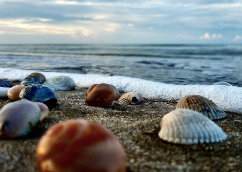 Close-up of various seashells on sandy beach, with gentle waves lapping at the shore under a cloudy sky.