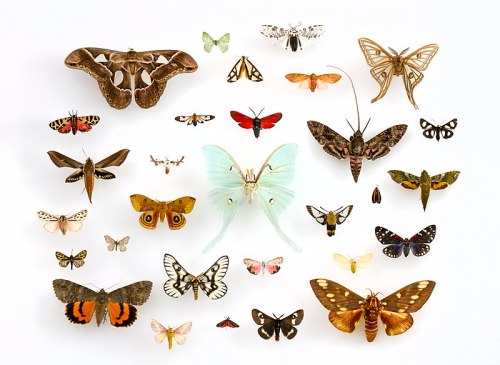 A collection of various mounted butterflies and moths displayed on a white background.