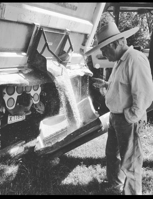 A man in a hat watches grain pouring from a truck into a container on a farm.