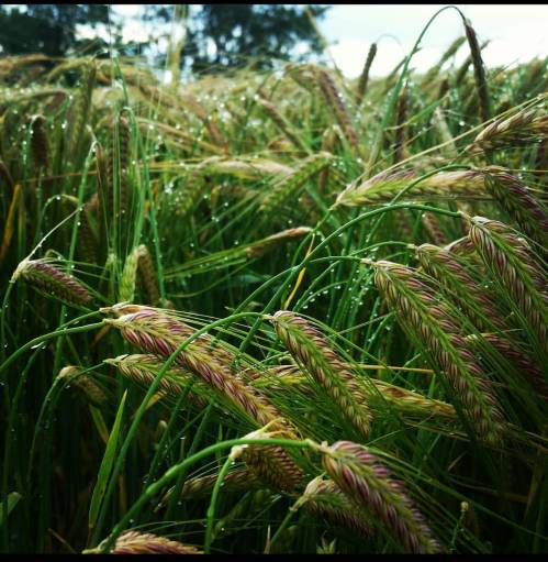 Close-up of wheat stalks with droplets of water, surrounded by a lush green field under a cloudy sky.