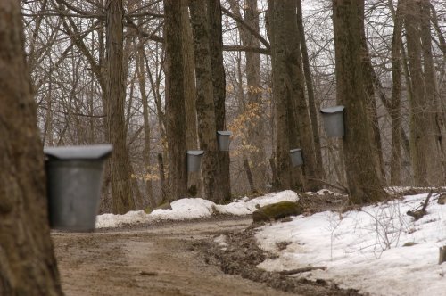 Metal buckets attached to trees along a muddy path, with patches of snow and bare branches in a wintry forest.