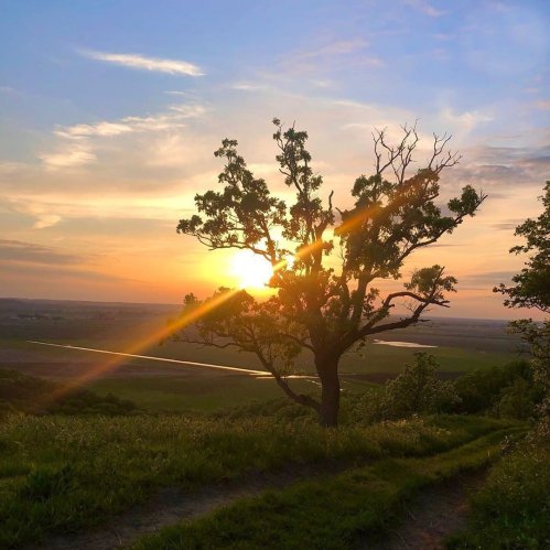 A sunset over a landscape, featuring a silhouetted tree and rolling hills under a colorful sky.