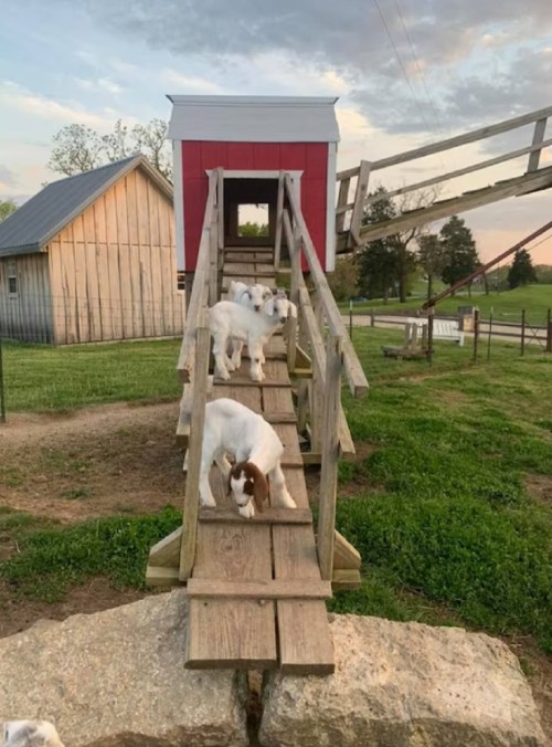 Four goats walking down a wooden ramp from a red barn, with a grassy field and trees in the background.