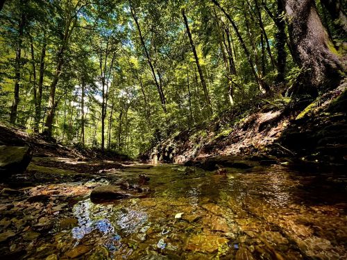 A serene forest scene with a clear stream flowing through, surrounded by lush green trees and sunlight filtering through the leaves.