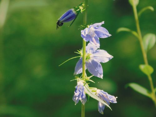 A close-up of delicate blue flowers on a green stem, with a bee hovering nearby against a blurred green background.