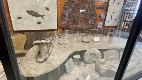 Fossil display featuring a large prehistoric creature and various rock specimens in a museum setting.