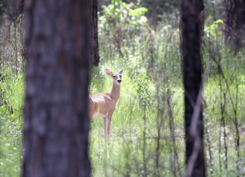 A deer stands in a lush green forest, partially obscured by tree trunks.