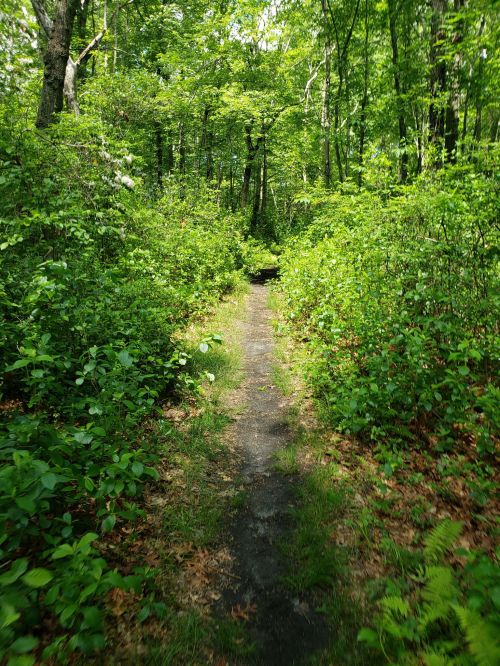 A narrow, winding path through a lush green forest, surrounded by dense foliage and trees.