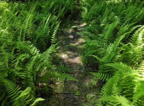A narrow path winding through lush green ferns in a forested area.