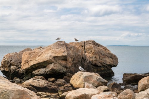 Seagulls perched on large rocks by the calm sea under a cloudy sky.