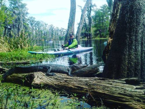 A kayaker paddles in a serene swamp, while an alligator rests on a log nearby, surrounded by lush greenery.