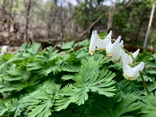 A cluster of delicate white flowers with green, fern-like leaves in a natural forest setting.