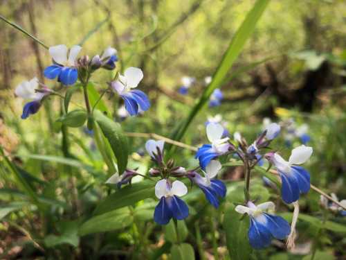 A cluster of blue and white wildflowers surrounded by green grass and foliage in a natural setting.