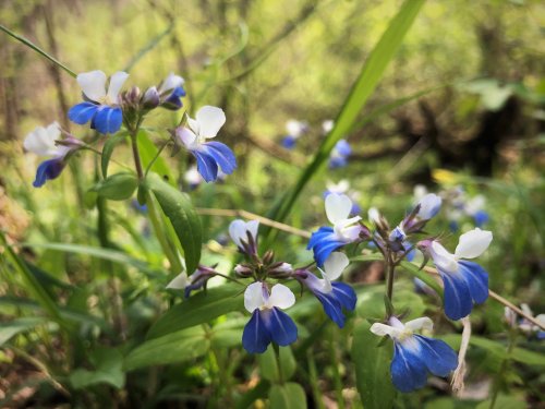 A cluster of blue and white wildflowers surrounded by green grass and foliage in a natural setting.