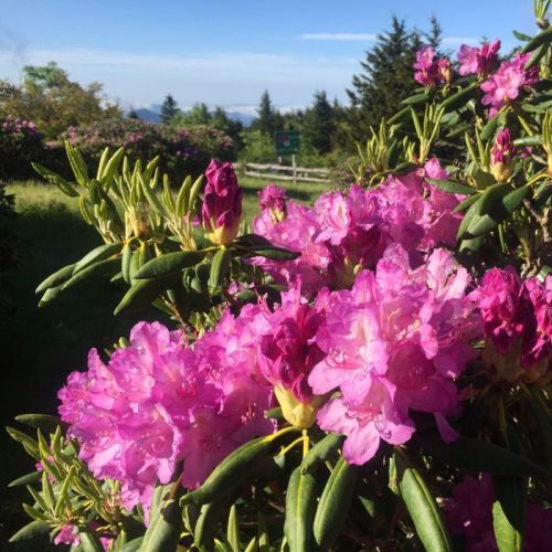 Vibrant pink rhododendron flowers bloom against a backdrop of green foliage and a clear blue sky.