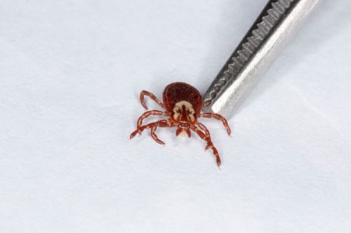 A close-up of a tick being held with tweezers against a white background.