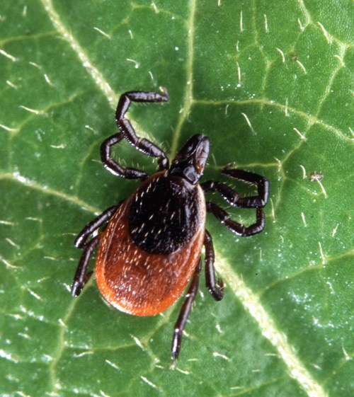 Close-up of a tick on a green leaf, showcasing its brown and black body.