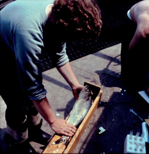 A person holds a large fish on a wooden surface, with another person partially visible in the background.