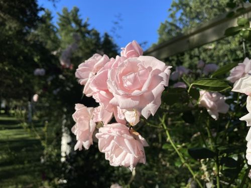 A close-up of soft pink roses blooming against a clear blue sky and lush green background.