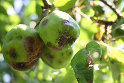Close-up of two green apples on a tree, showing spots and a small insect on one apple, surrounded by green leaves.