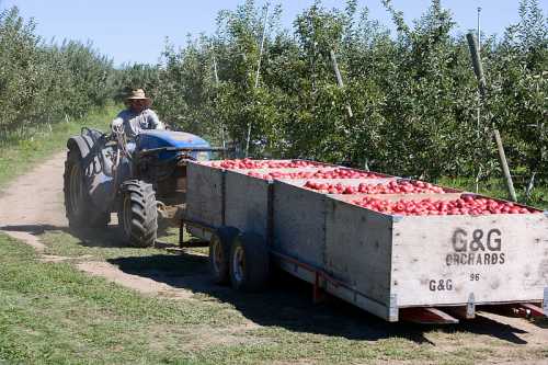 A farmer drives a tractor pulling a trailer filled with red apples through an orchard on a sunny day.