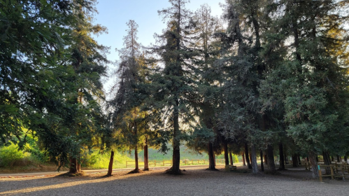 Sunlight filters through tall trees in a serene forest setting, casting dappled shadows on the ground.