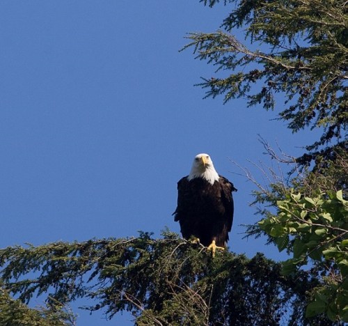 A bald eagle perched on a tree branch against a clear blue sky.