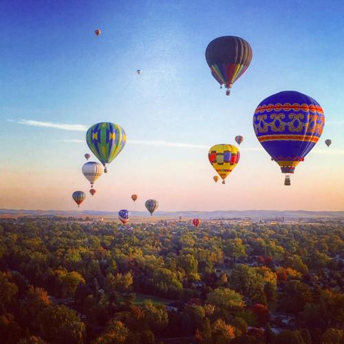 A colorful array of hot air balloons floats over a lush green landscape under a clear blue sky.