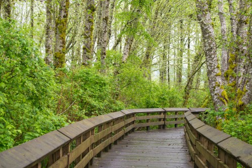 A wooden boardwalk winding through a lush, green forest with tall trees and vibrant foliage.