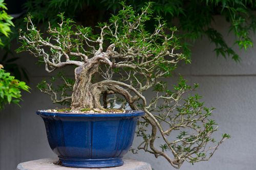 A twisted bonsai tree with green leaves in a blue ceramic pot, set against a blurred green background.