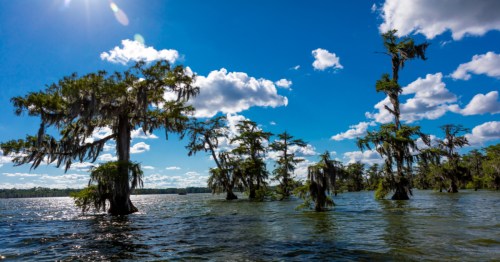 trees growing out of a swamp in Breaux Bridge, louisiana