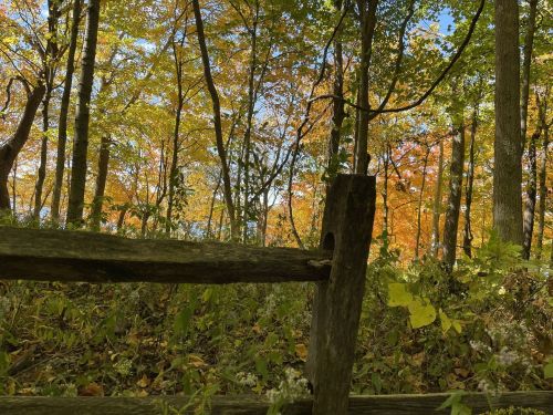 A wooden fence post in a forest with vibrant autumn foliage and sunlight filtering through the trees.