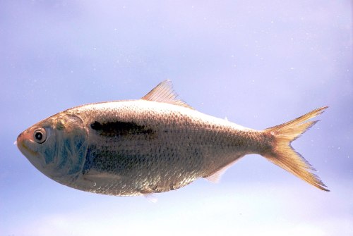 A silver fish swimming in clear water, showcasing its streamlined body and fins against a light blue background.