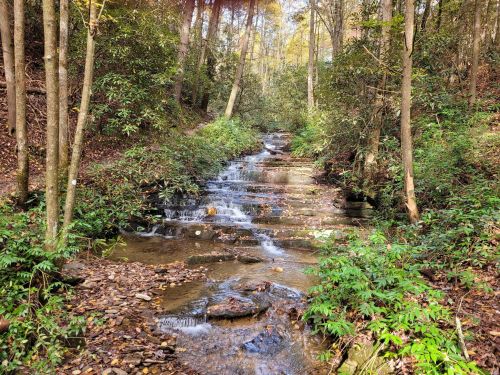 A serene forest scene featuring a small waterfall cascading over rocky steps, surrounded by lush greenery and trees.