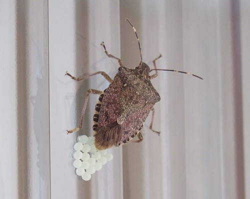 A brown bug on a wall, laying white eggs in a cluster beneath it.