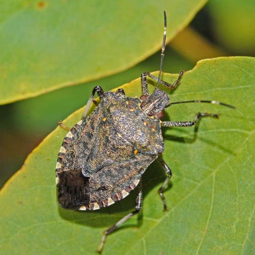 Close-up of a brown marmorated stink bug on a green leaf, showcasing its textured body and distinctive markings.