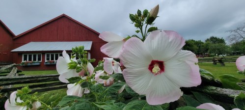 A close-up of large pink and white flowers in front of a red barn under a cloudy sky.