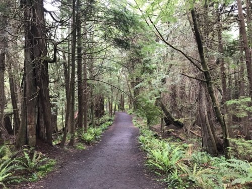 A serene forest path surrounded by tall trees and lush greenery, inviting exploration and tranquility.