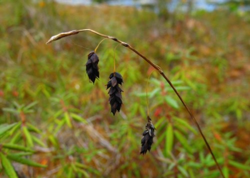 A close-up of a slender plant stem with dark seed heads, set against a blurred background of green foliage.