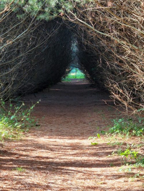 A narrow path lined with dense, arching branches, leading to a bright green area in the distance.