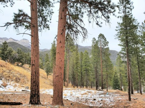 A serene forest scene with tall pine trees, a snowy ground, and distant mountains under a cloudy sky.