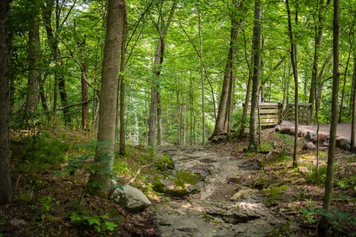 A rocky path winds through a lush green forest, leading to a wooden bridge in the distance.