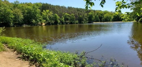 A serene lake surrounded by lush green trees and plants under a clear blue sky.