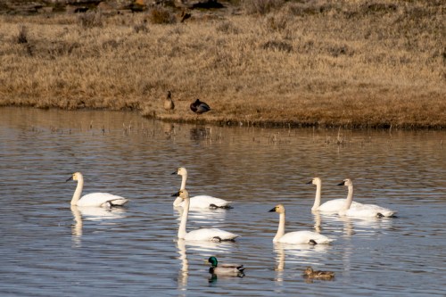 A group of swans and a few ducks swimming in a calm pond surrounded by dry grass.