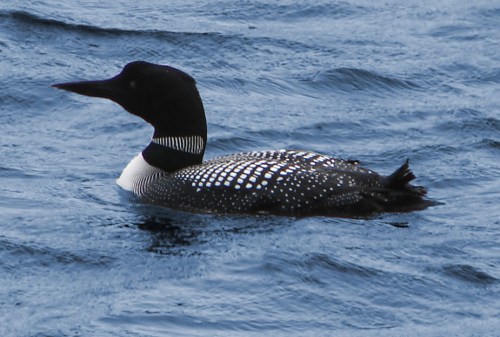A common loon swimming on a calm lake, showcasing its distinctive black and white spotted plumage.