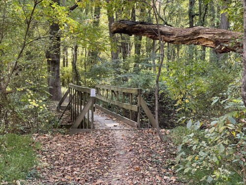 A wooden bridge over a small creek, surrounded by trees and fallen leaves in a lush forest setting.