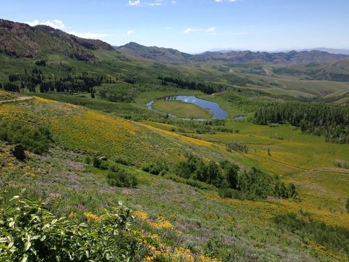A scenic view of rolling hills covered in wildflowers, with a winding lake nestled among the greenery.