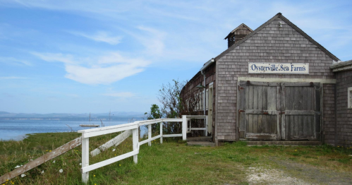 A rustic wooden building with a sign reading "Osterville Sea Farms," overlooking a calm waterway and blue sky.