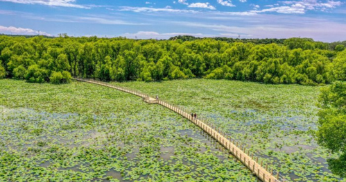 A wooden walkway stretches through a lush green wetland filled with lily pads under a blue sky.