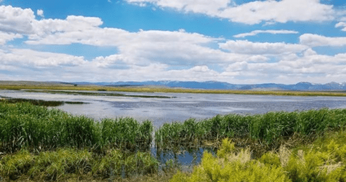 A serene wetland scene with tall grasses, calm water, and a backdrop of mountains under a blue sky with fluffy clouds.